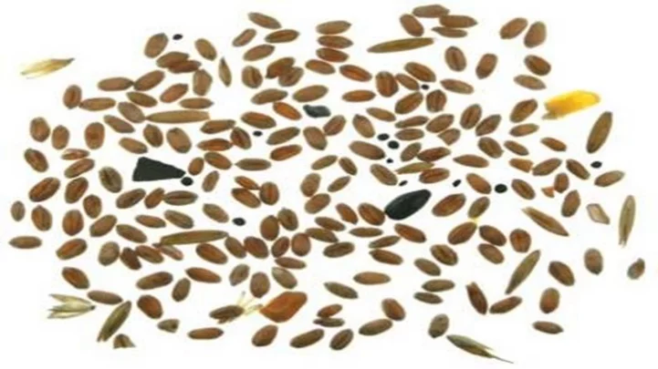 Wheat grains imaged for machine-vision-based quality classification showing variation in size, shape, and color.