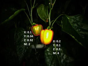 Object detection of ripe sweet peppers using MVTec HALCON with color- and shape-based analysis from RGB-D camera data.
