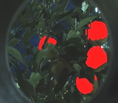 Machine vision image showing detected apples after filtering background, leaves, and noise.