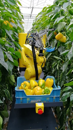 Robotic harvesting system operating in a greenhouse to collect ripe sweet peppers using vision and sensing technologies.